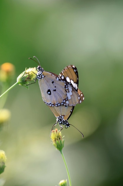 butterfly on a flower in the garden closeup