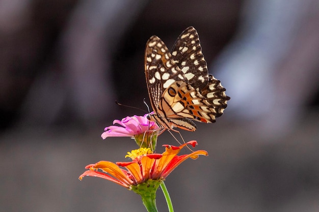 butterfly on a flower in the garden closeup