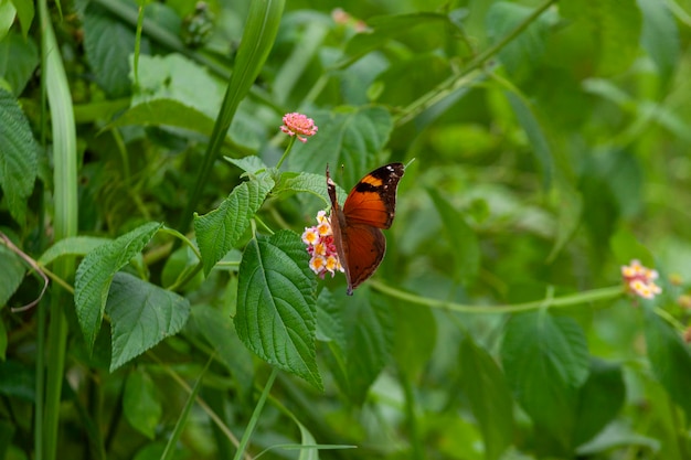 butterfly on a flower in the garden closeup