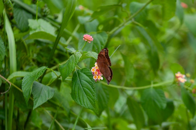 butterfly on a flower in the garden closeup