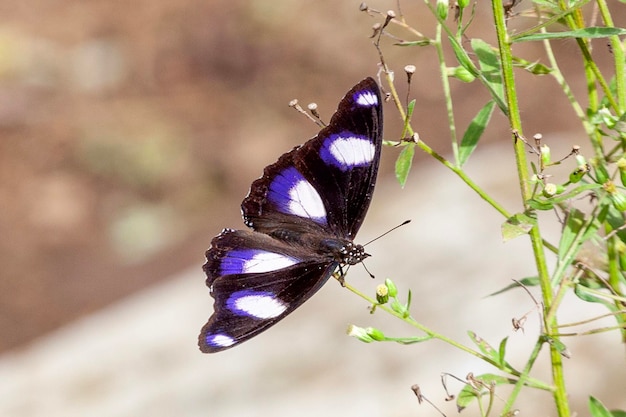 butterfly on a flower in the garden closeup