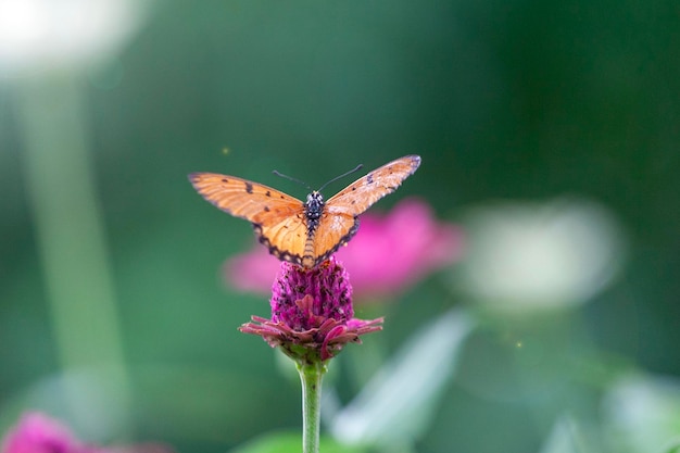 butterfly on a flower in the garden closeup