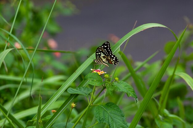 Butterfly on flower in the garden Shallow DOF