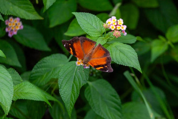 Photo butterfly on flower in the garden shallow dof