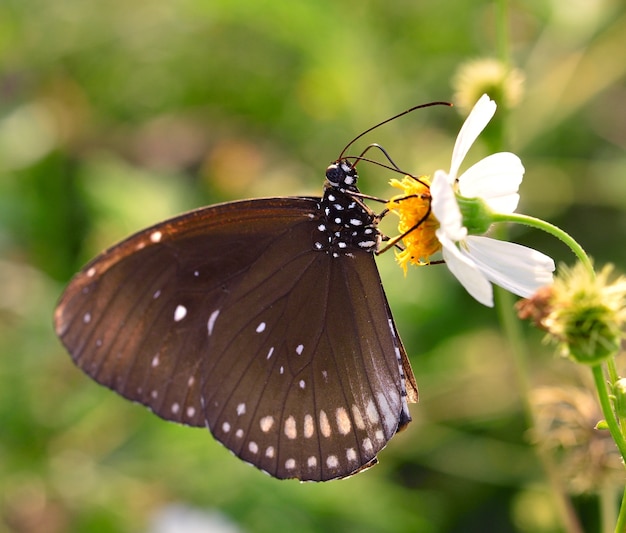 Butterfly on  flower in the garden