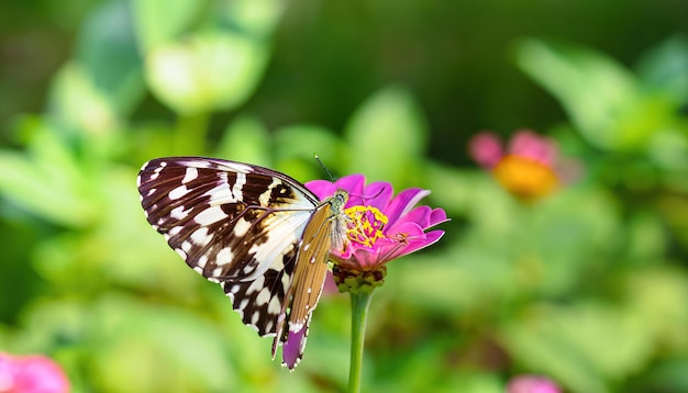 A butterfly on a flower in the garden