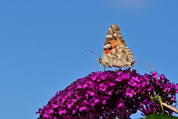 A butterfly on a flower in the garden