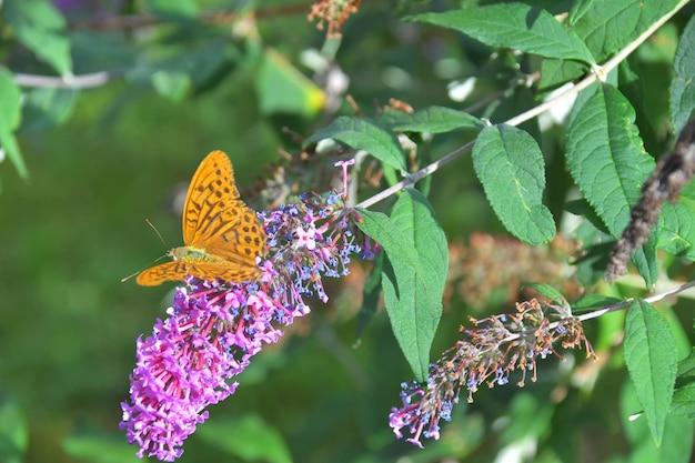 A butterfly on a flower in the garden