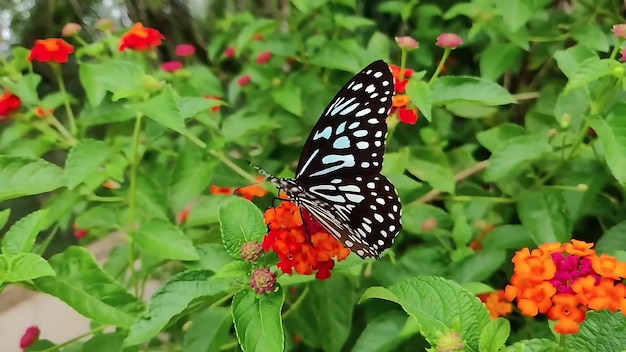 庭の花の蝶