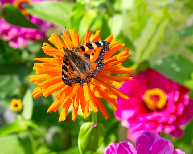 Immagini di fiori di farfalla