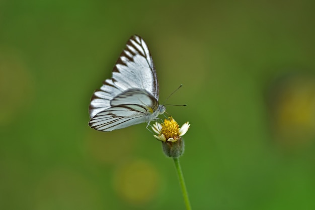 牧草地の花に蝶、マクロの春のクローズアップ。