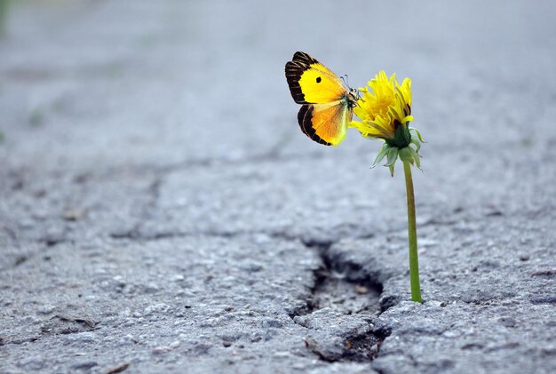 A butterfly on a flower in the middle of a concrete.