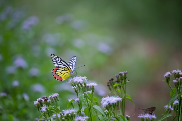 Butterfly on the flower plant