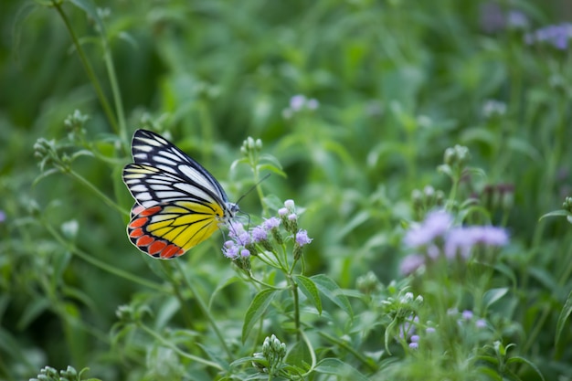 Butterfly on the flower plant