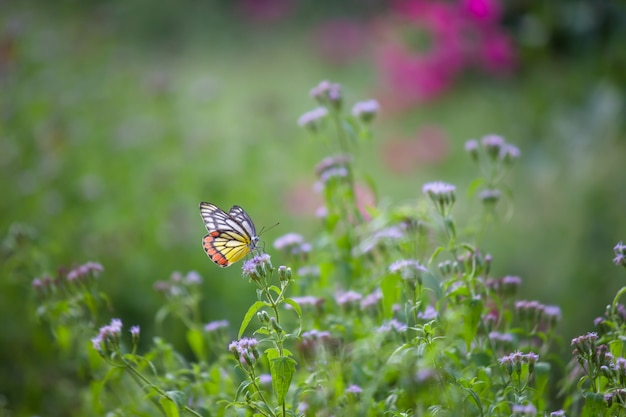 Foto farfalla sulla pianta del fiore