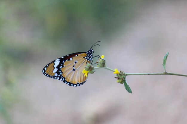 Butterfly On The Flower Plant