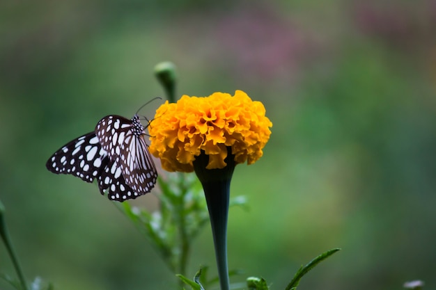 花の植物の蝶