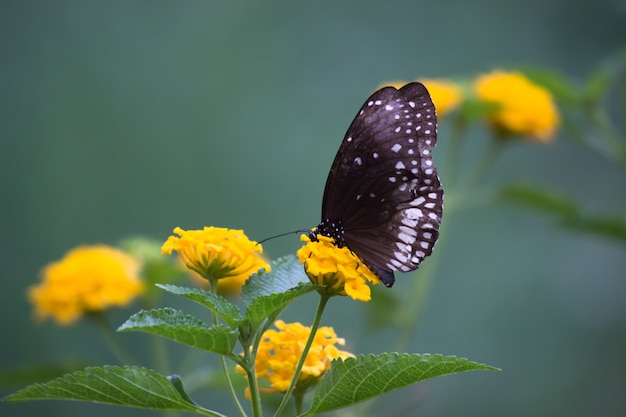 Farfalla sulla pianta del fiore