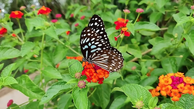 A butterfly on a flower with a black and white wing.