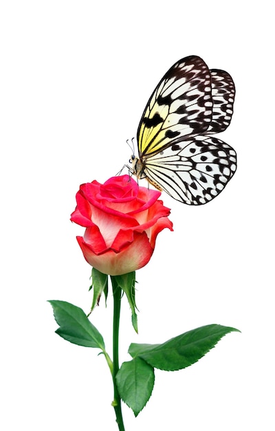 a butterfly and a flower with the butterfly on it