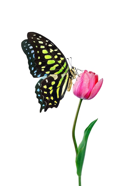 a butterfly and a flower with a butterfly on it