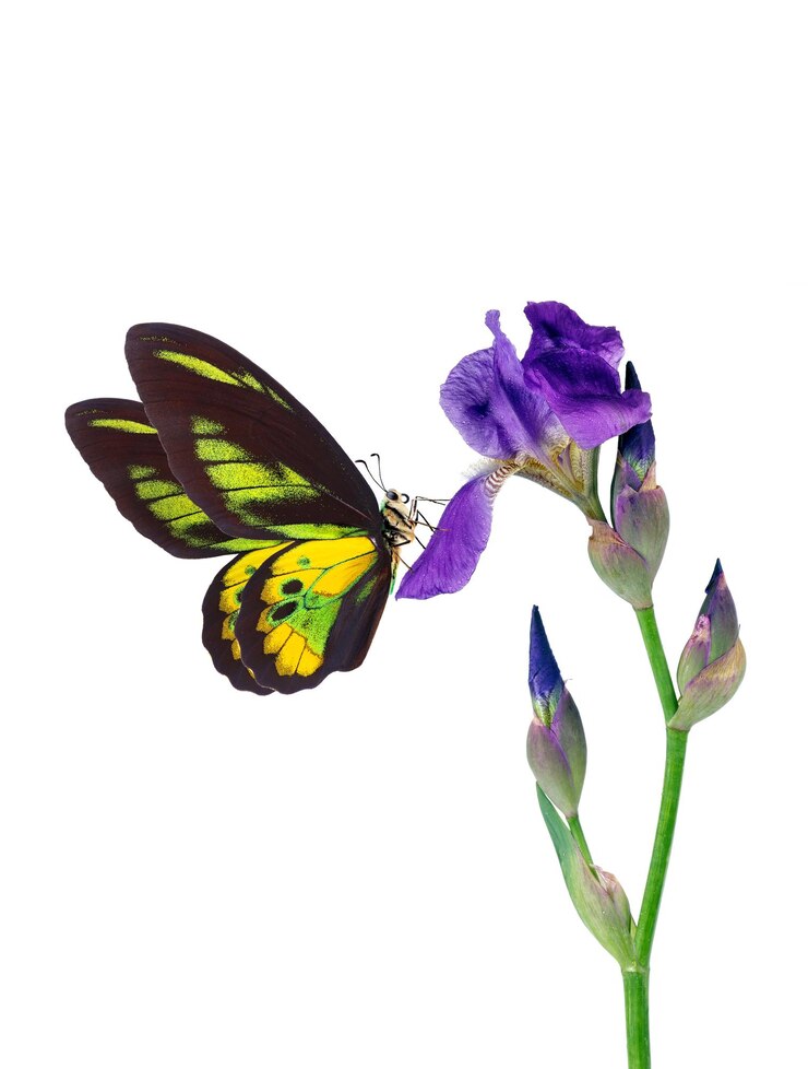 Photo a butterfly and a flower with the butterfly on it