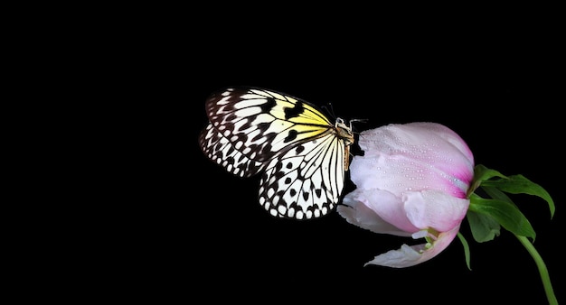 A butterfly on a flower with the butterfly on it