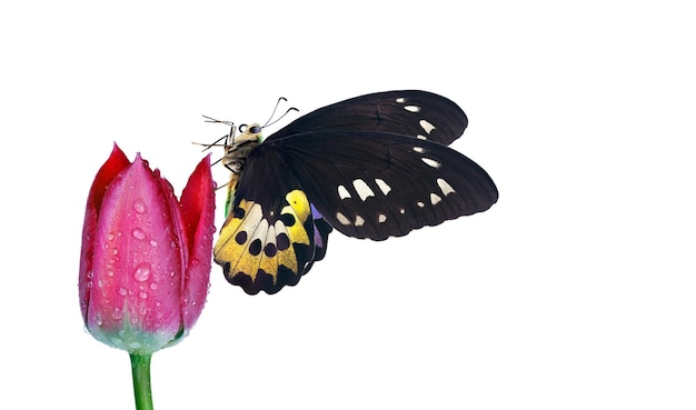 A butterfly and a flower with a butterfly on it