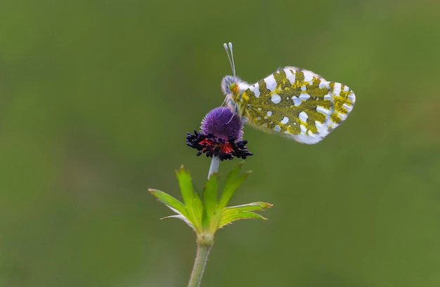 緑の背景の花に蝶