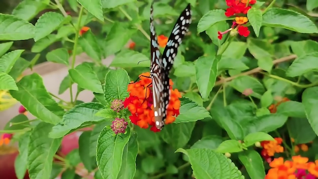 A butterfly on a flower with a red flower in the background.