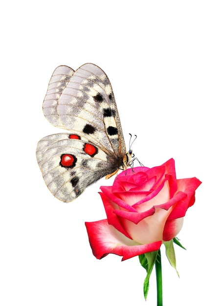 Photo a butterfly and a flower with the words butterfly on it