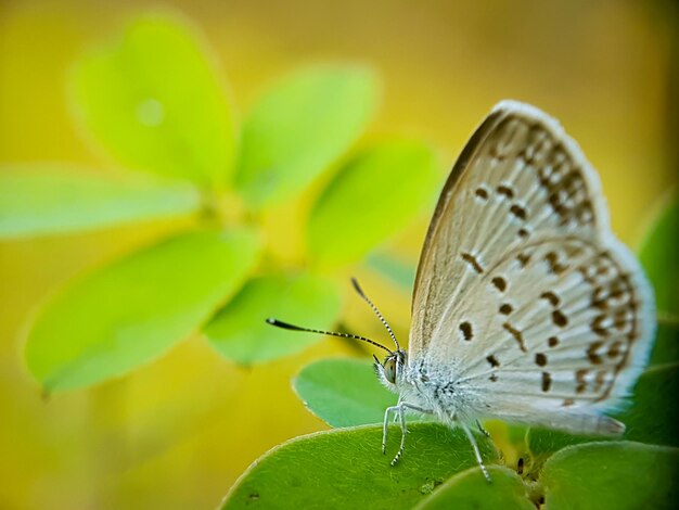 Butterfly on flower