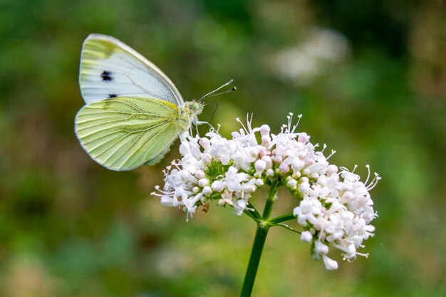 Photo butterfly on flower