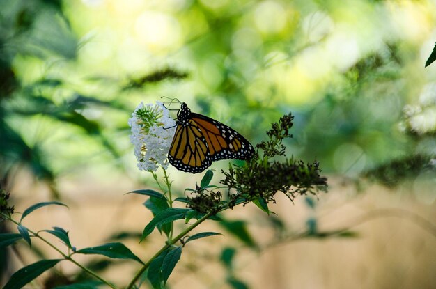 Butterfly on flower