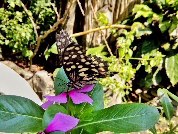 Butterfly on flower