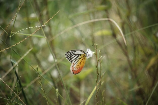 Photo butterfly on flower