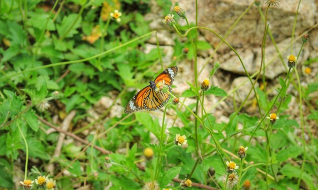 Butterfly on flower