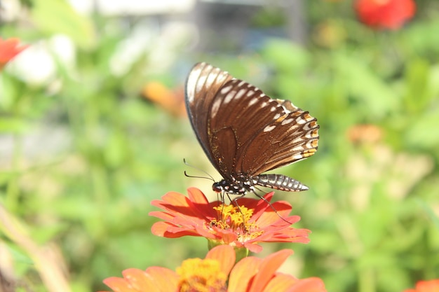 Photo butterfly on flower