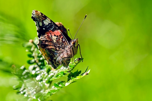 Photo butterfly on flower