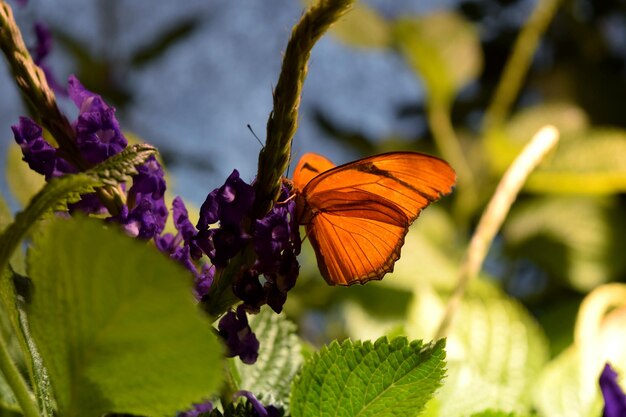 Foto farfalla in fiore