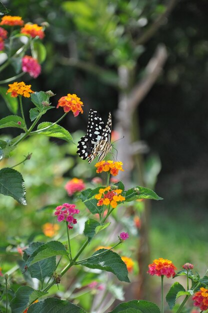 Butterfly on flower