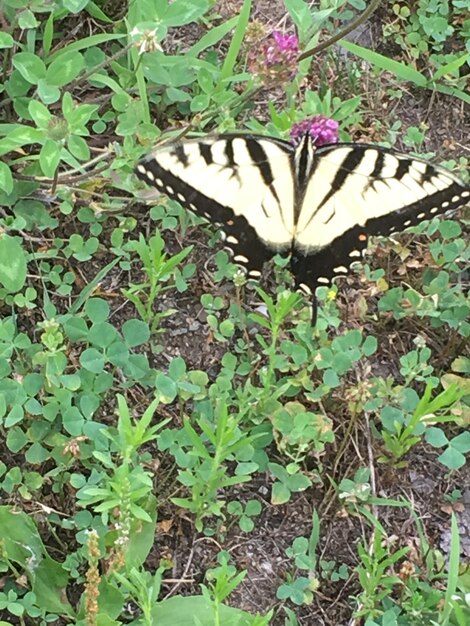 Butterfly on flower