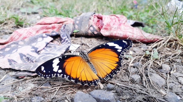 Photo butterfly on flower