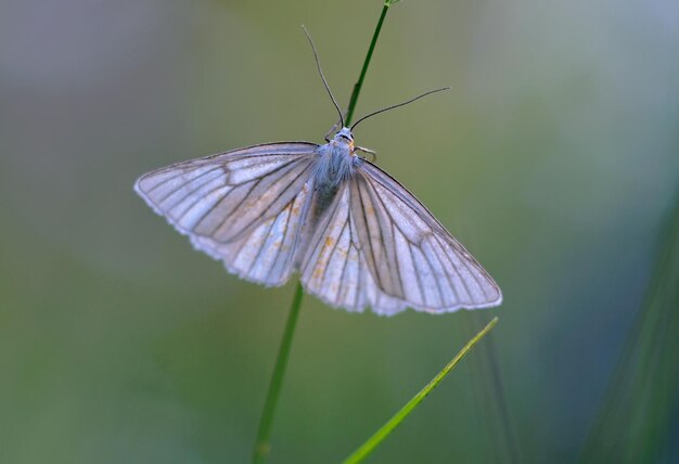 Foto farfalla in fiore