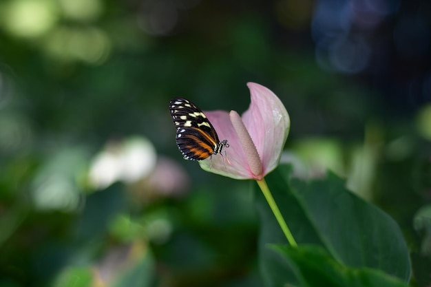 蝶の花