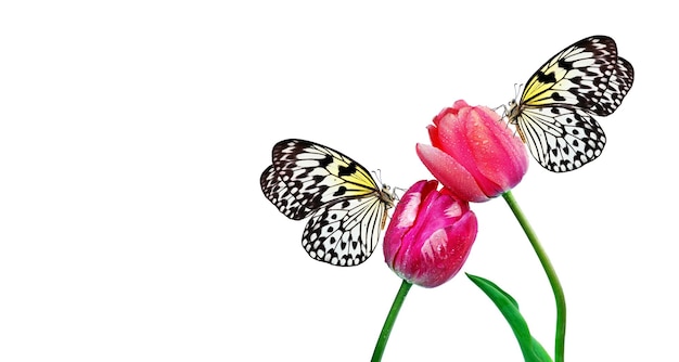 a butterfly and a flower