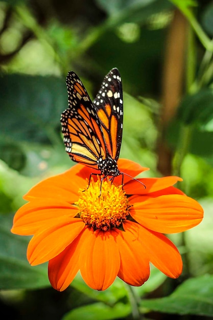 Foto farfalla su un fiore