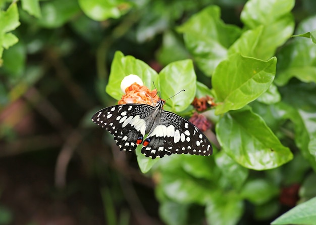 butterfly on a flower