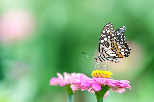 花の蝶