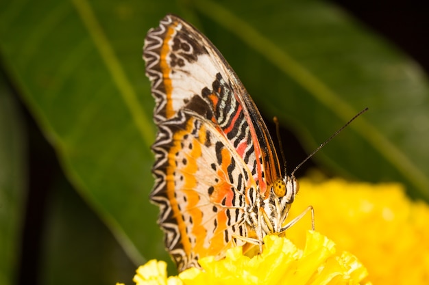 Butterfly on flower